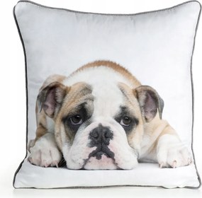Dekoratív párnahuzat Animal 45x45 Eurofirany fehér angol bulldog kutyus