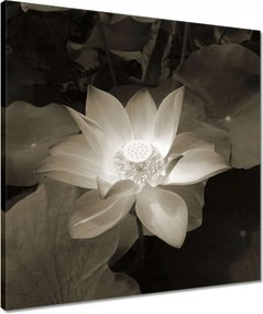 Vászonkép 50x50 Lótusz Lótuszvirág