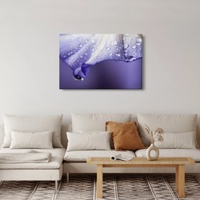Kép - Szirom cseppekkel (90x60 cm)