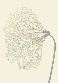 Modern Szőnyeg Home Art Pitypang Bézs 160X230