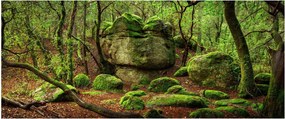 Egy varázslatos erdő képe (120x50 cm)