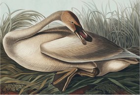 Design fotótapéta Flizelin falra Természetes madár 152x104 Ragasztó