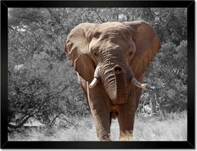 Poszterek keretben 40x30 Nagy elefánt