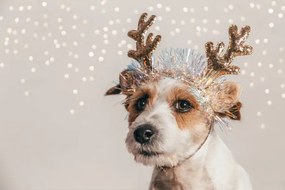 Fotográfia Jack Russell dog wearing reindeer antlers, Olga Pankova