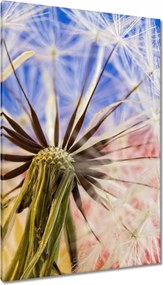 Vászonkép 80x120 Pitypang színesben