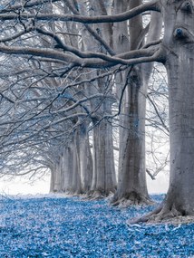 Poszter 60x80cm Fák egy sorban Kék levelek, Assaf Frank