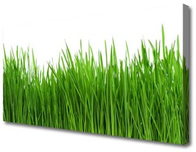 Vászonfotó Grass Nature Plant 120x60 cm