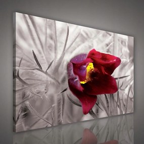 Vászonkép 100x75 Piros virág makró szelektív szín természet elegancia bokeh