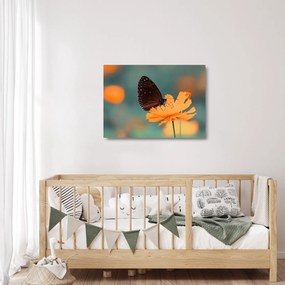 Kép - pillangó narancssárga virágon (üvegen) (70x50 cm)
