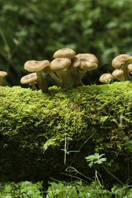 Poszter 20x30cm Gomba, Assaf Frank