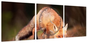 Kép - Róka az erdőben (órával) (90x30 cm)