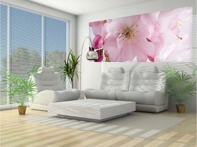 Fotótapéta Virágzó Sakura Japán Harmónia finomság 250x104 +ragasztó