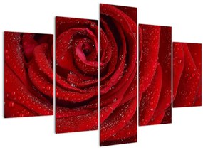 Kép - részlet a rózsáról (150x105 cm)