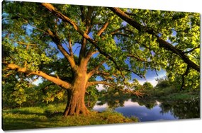 Vászonkép 120x70 Tölgy a croissant-ban Nyugat