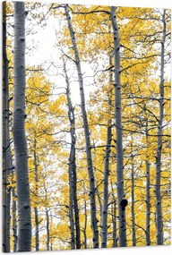 Vászonkép Nyírfák Sárga levelek Természet Tavasz 60x90 cm