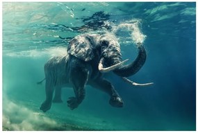 Kép ELEPHANT 120x80 cm