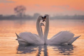 Művészeti fotózás Swans floating on lake during sunset, SimonSkafar, (40 x 26.7 cm)