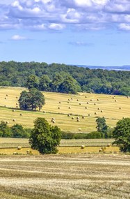 Poszter 53x81cm Szénaláb a mezőkön, Assaf Frank