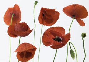 Poszter 29,7x21cm Pipacsok fehér alapon, Assaf Frank