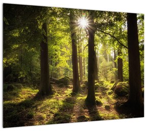 Egy álmodozó erdő képe (üvegen) (70x50 cm)