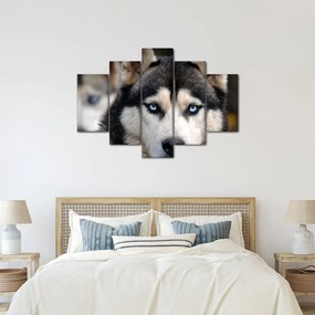 Husky kutya kép (150x105 cm)