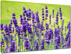 Vászonkép 90x60 Levendula virágok