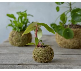 Virágcserép ø 9 cm Kokedama – Esschert Design