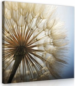 Vászonkép 40x40 Pitypang mag pitypang közelkép makro természet nyár