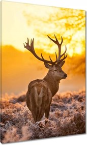 Vászonkép 70x100 Szarvas napfelkeltekor