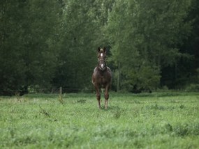 Poszter 40x30cm Ló áll a mezőn, Assaf Frank