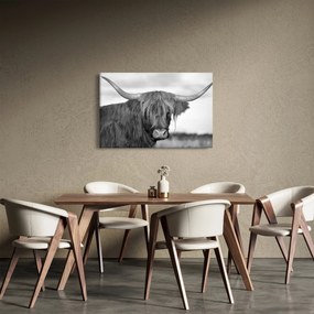 Kép - Skót tehén 2, fekete-fehér (90x60 cm)