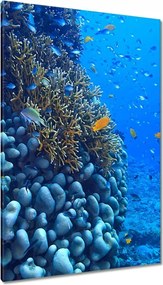 Vászonkép 80x120 Vízalatti laguna korallok