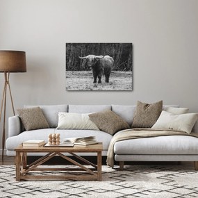 Kép - Skót tehén (70x50 cm)