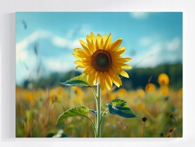 Poszter Napraforgó Virág Mező Rét Természet 80x60