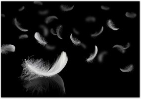 Fotótapéták 368x254 Hulló fehér tollak