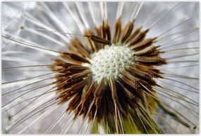 Poszterek 120x80 Pitypang Virág Virágok