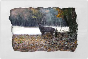 Poszterek 120x80 Szarvas az erdőben Erdő
