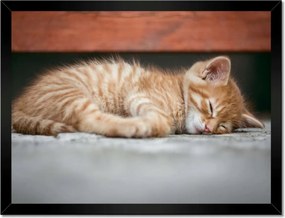Poszterek keretben 40x30 Cica szépség