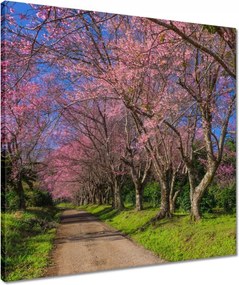 Vászonkép 50x50 Virágzó cseresznye