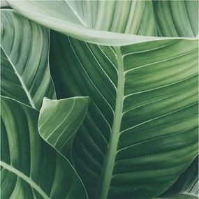 Fotótapéta Flizelin Dekoratív Hálószoba Zöld nyugalom 250x250