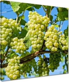 Vászonkép 40x40 Zöld szőlő