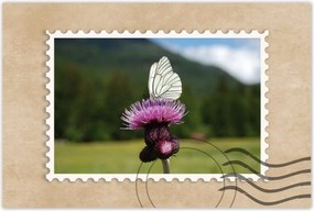 Poszterek 60x40 Fehér káposzta