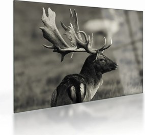 Üveg kép - Szarvas (70x50 cm)