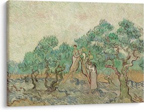Kép - Vincent van Gogh, The Olive Orchard, reprodukciók (70x50 cm)