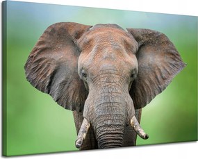 Vászonkép Elefánt arca Agyar Szürke Állat 120x80 cm