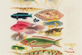 Dekoratív Fotótapéta Hálószobába Színes halak 104x70 Ragasztó