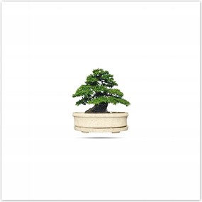 Poszterek 70x70 Bonsai fa