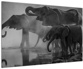 Elefánt képe - fekete fehér (90x60 cm)