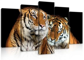 Vászonkép 5 darabos Tigris pár 100x60 cm méretben