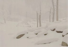 Flizelin tapéta Flizelin Fali Prémium Hóerdő 312x219 Ragasztó